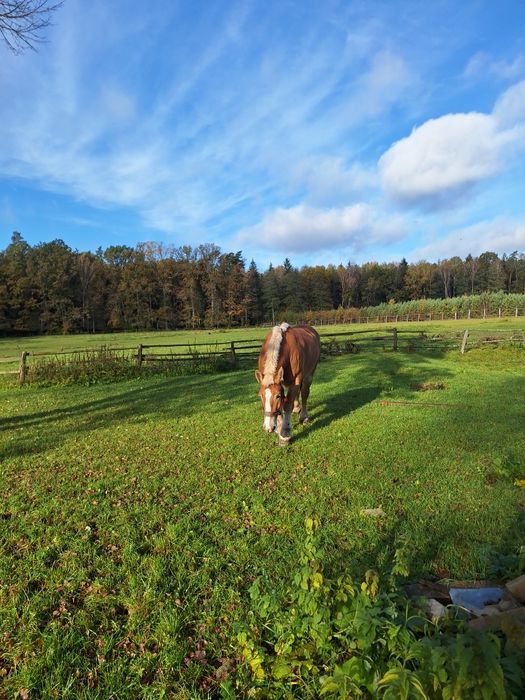 Sprzedam klacz zimnokrwistą