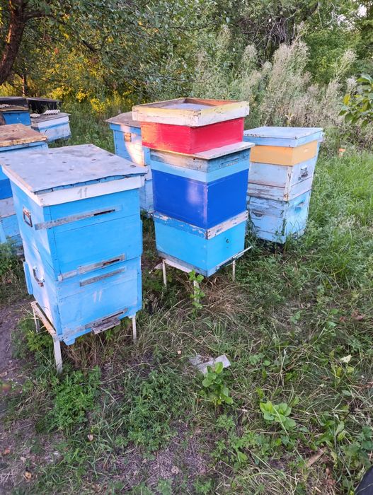 Продам улья 12ти и 10ти рамочные