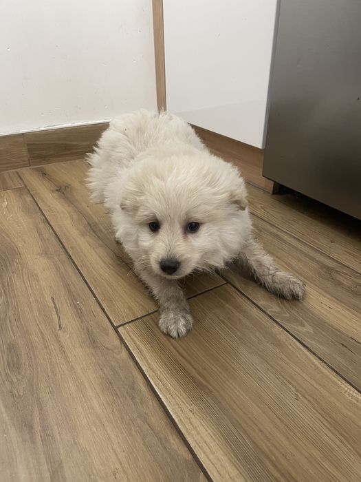 Małe pieski do oddania