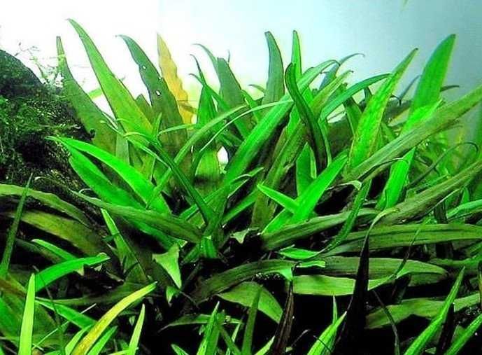 Planta Aquática - Cryptocoryne Lucens