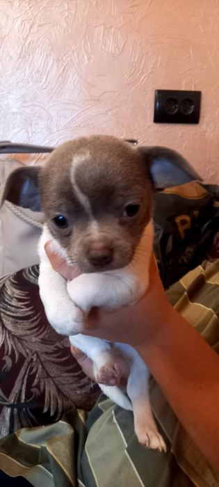 Продаж цуценят щенят чихуахуа