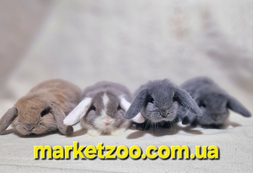 Ексклюзивні кроленята преміум-класу!карликовые кролики