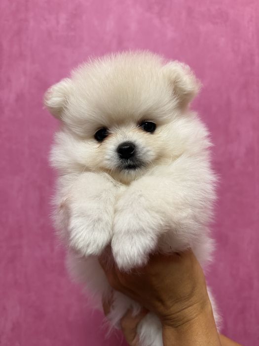 Продаж горненької дівчинки