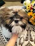 Shih tzu chłopiec 3 szczepieniemi  z domowej hodowli