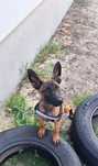 Owczarek belgijski Malinois - suczka