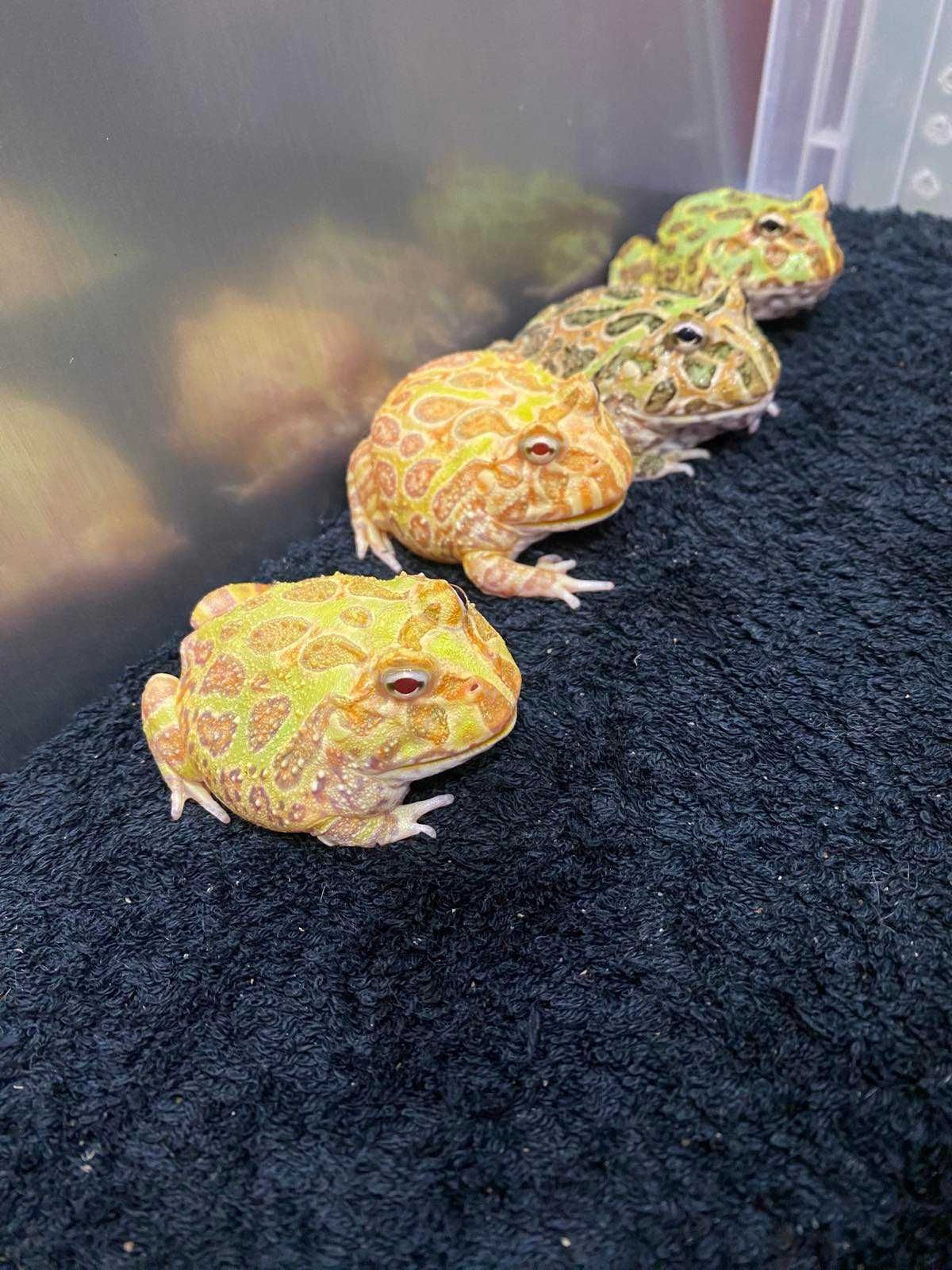Лягушка Рогатка - Итанния, цветные ручные лягушки