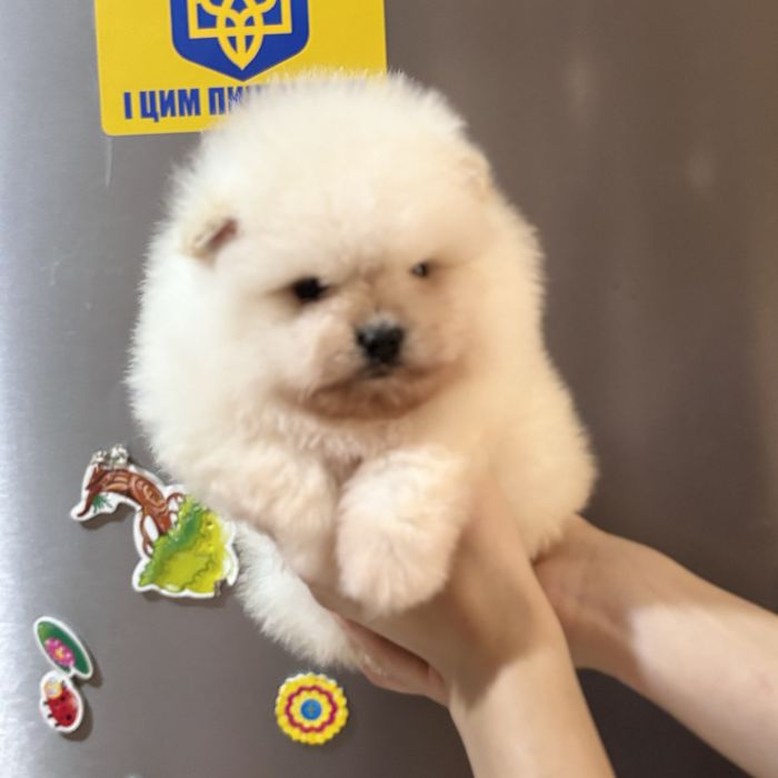 хлопчик шоу класу тип ведмедика