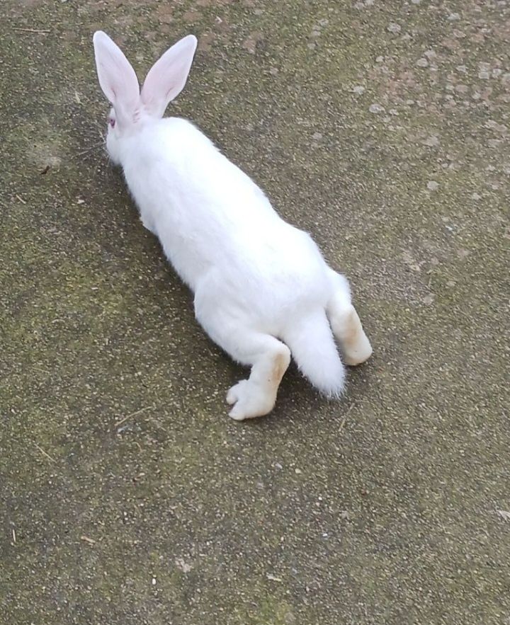 Coelhos com paticamente 3meses