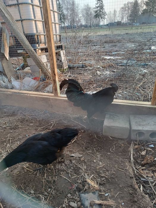 Kury rasy ayamcymami