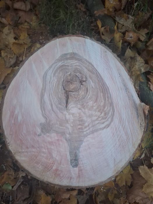 Plastry drewna wiązu klonu I jesionu