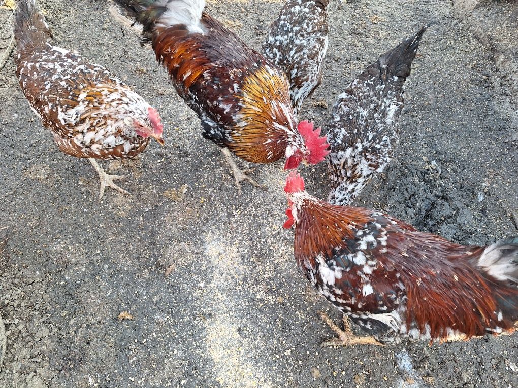 Jaja legowe zielononóżki, leghorn,dominant blue,rosa,sussex,karmazyn,