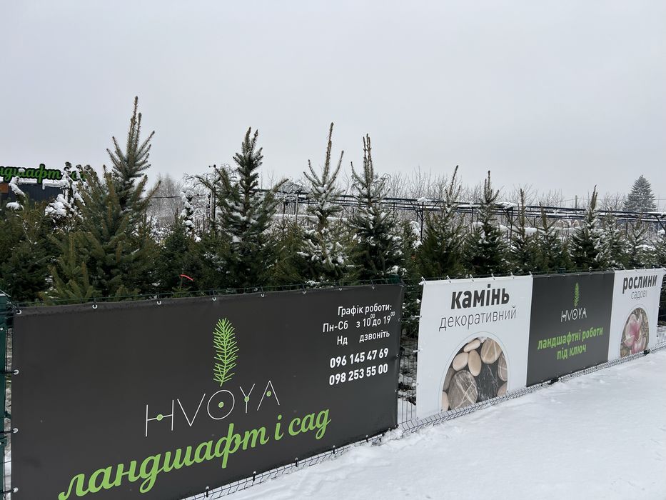 Ялинка у горщику жива ялинки новорічні