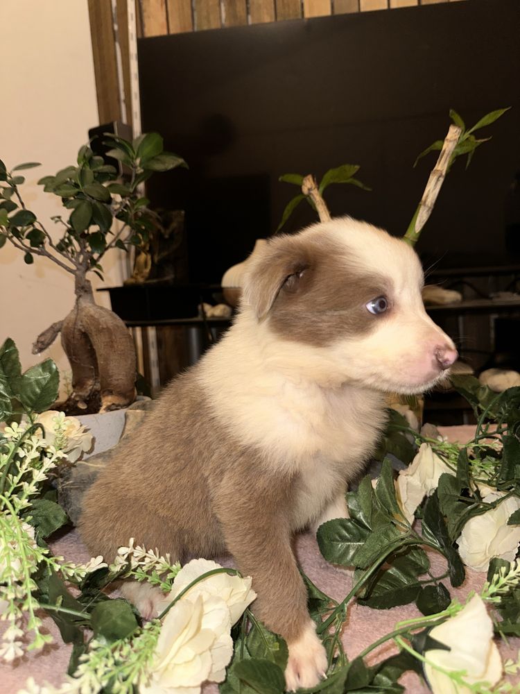 Border collie chocolate macho