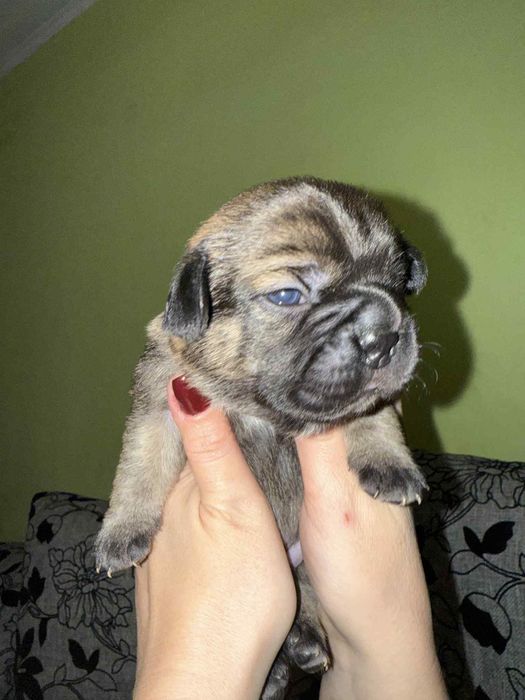 Милі слухняні дітки  чекають на  люблячих,відповідальних господарів