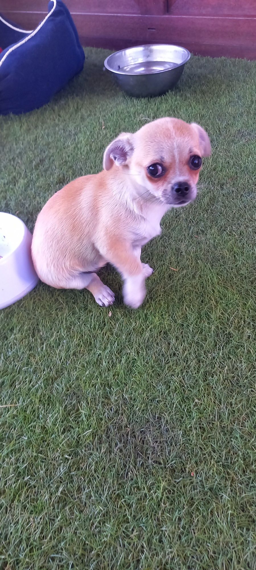 Piesek rasy Chihuahua