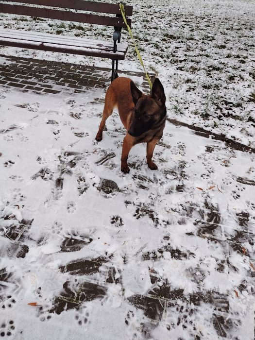 Owczarek Belgijski oddam max 50km