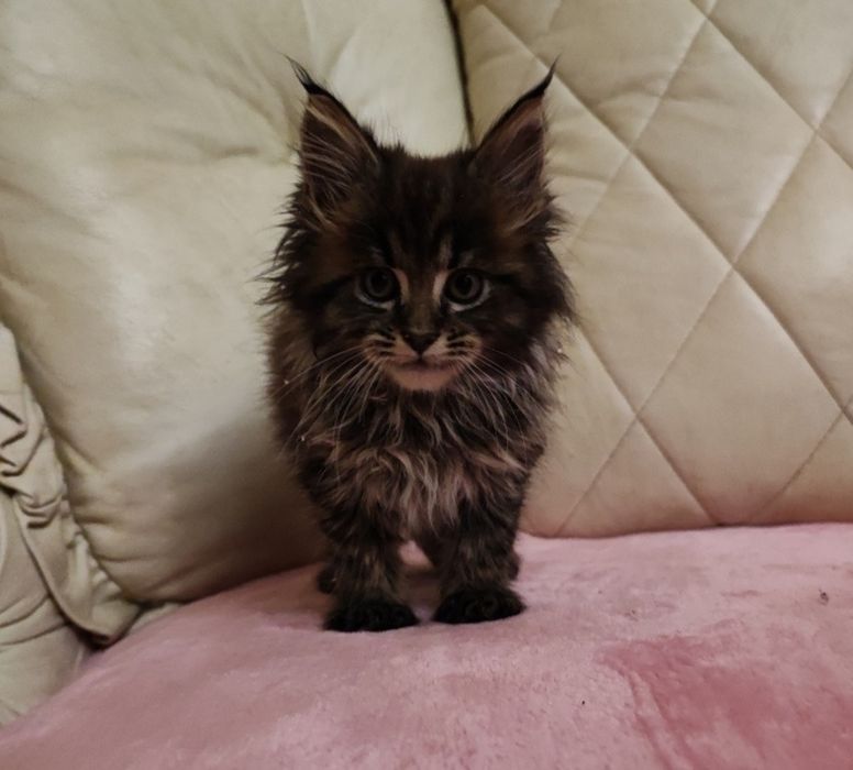 Maine Coon dziewczka 1600zl