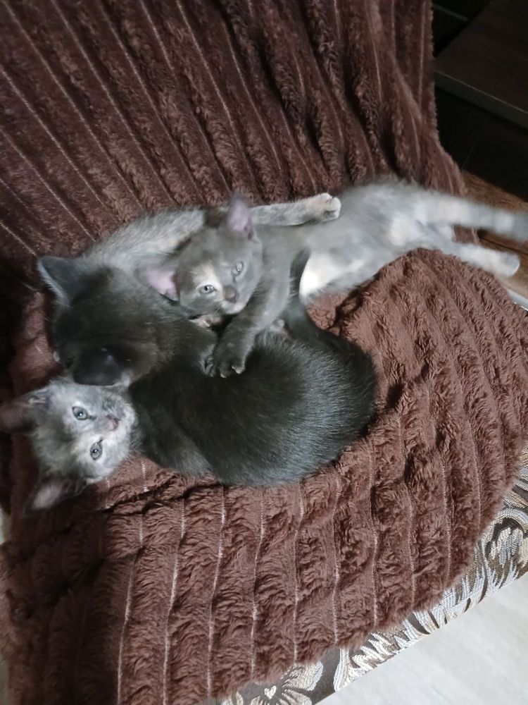 Кошеня Безкоштовно в добрі руки
