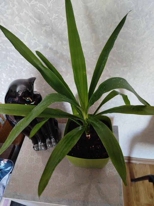 Кімнатні рослини дешево(розпродаж).