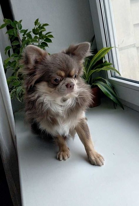 Чихуахуа лілово-підпалий довгошерстий кобель для в'язки