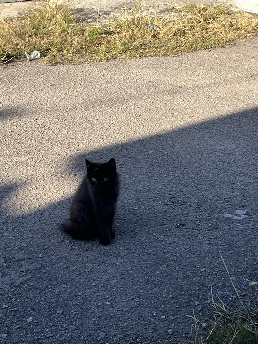 Котята черные бесплатно