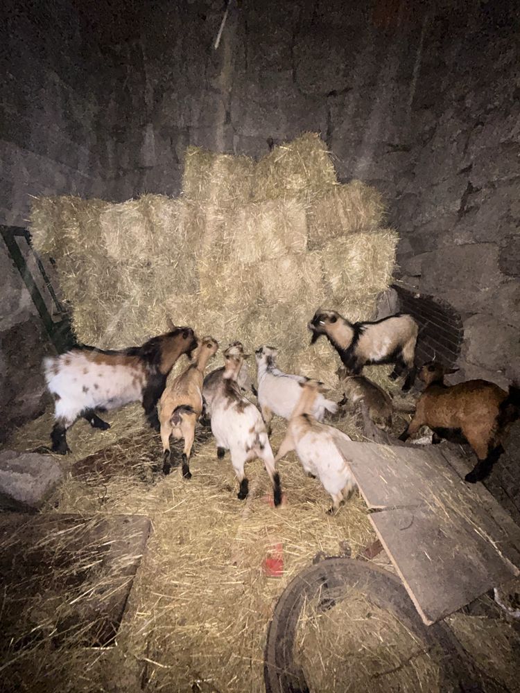 Cabras anã muito meigas