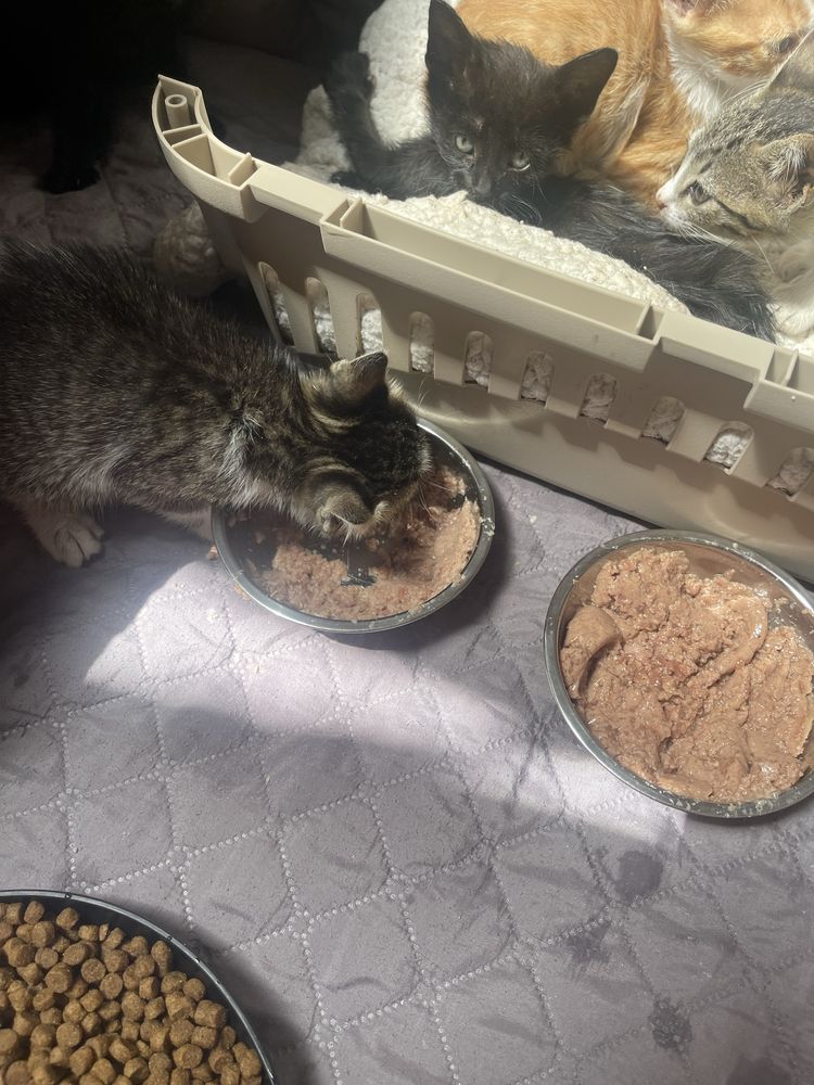 Gatinhos bebés para adoção