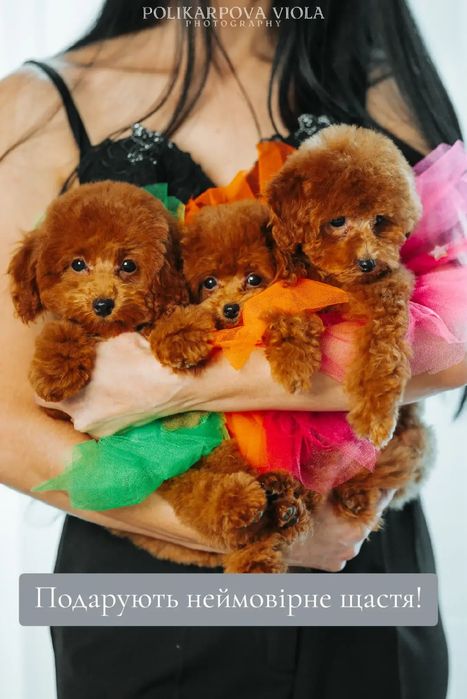 Дівчинка тікап мальтіпу тойпудель