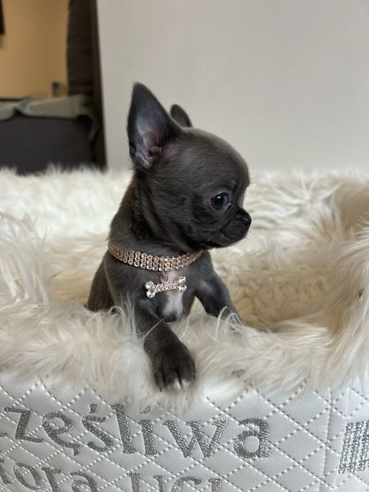Chihuahua niebieska sunia MEGA CUDO
