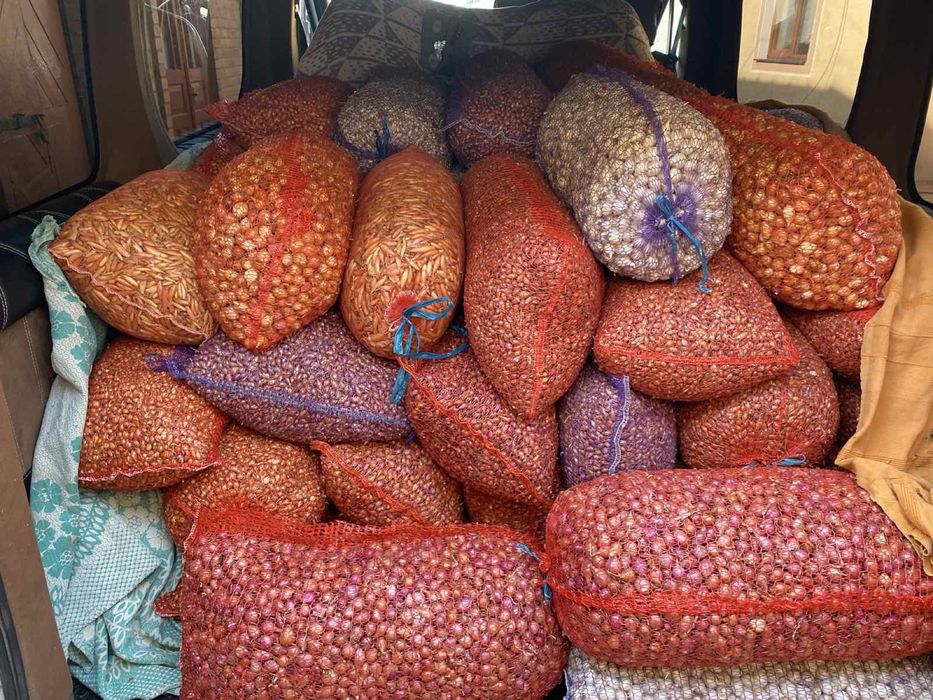 Лук- севок ОПТ все сотра и калибры