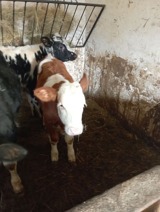 Byczki mięsne polskie