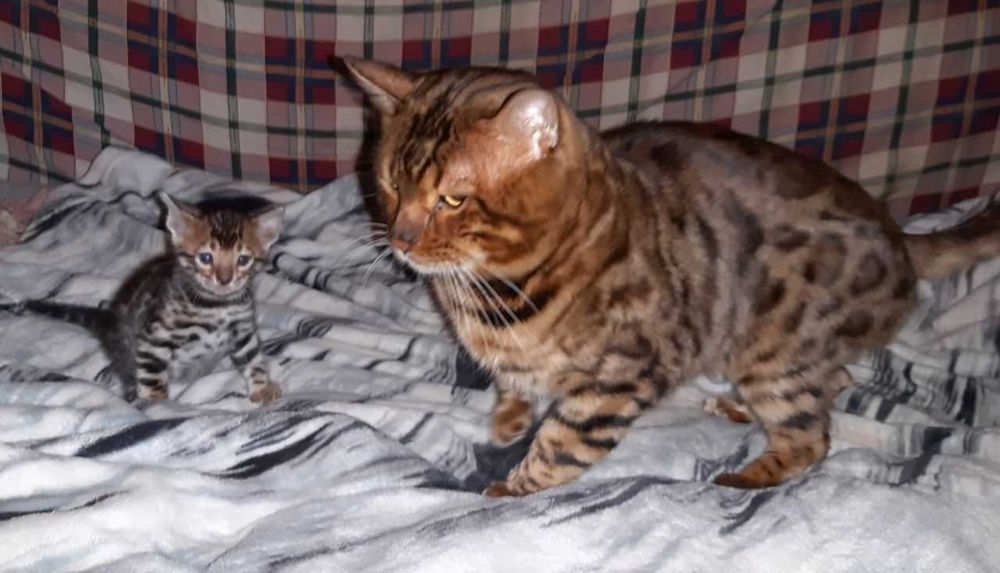 Бенгальські чистокровні красені всі розетка на золоті. Є різні