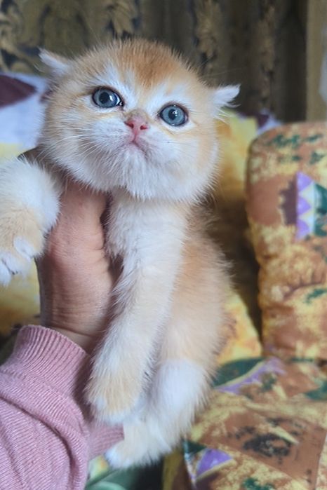 Яскрава золота дівчинка