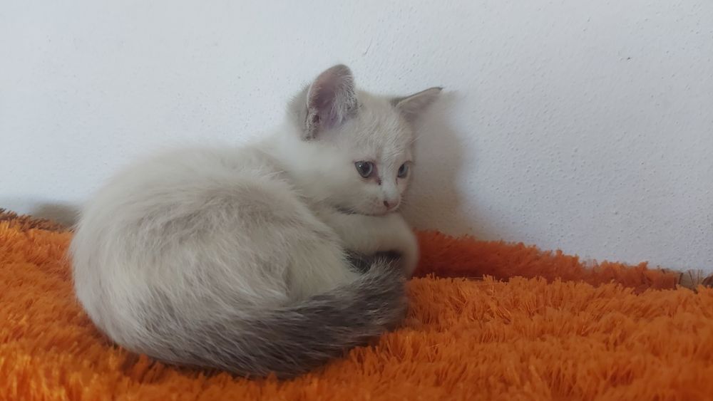 Gatas para adoção