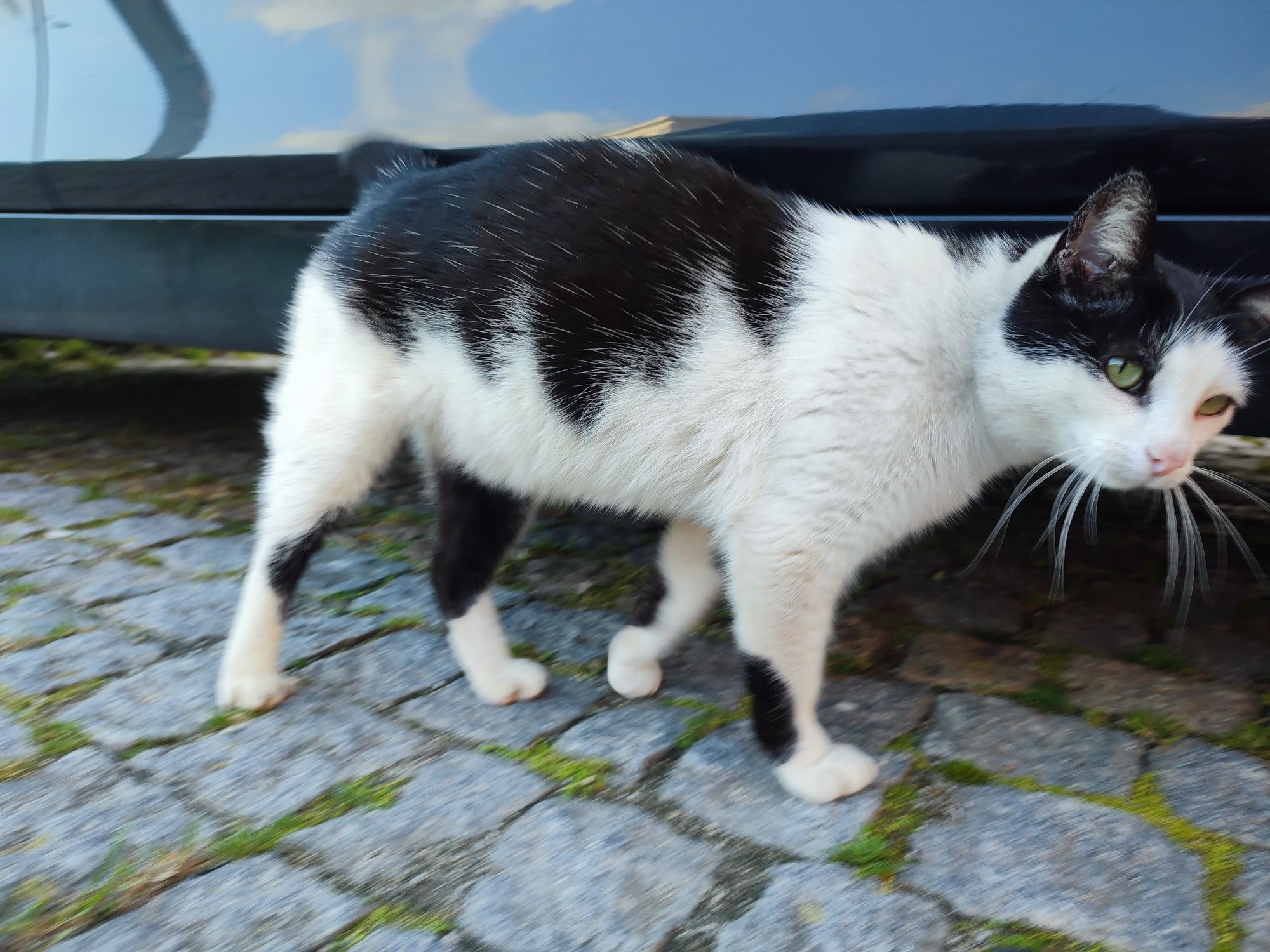 Gata MEIGA | 4 anos | ADOÇÃO