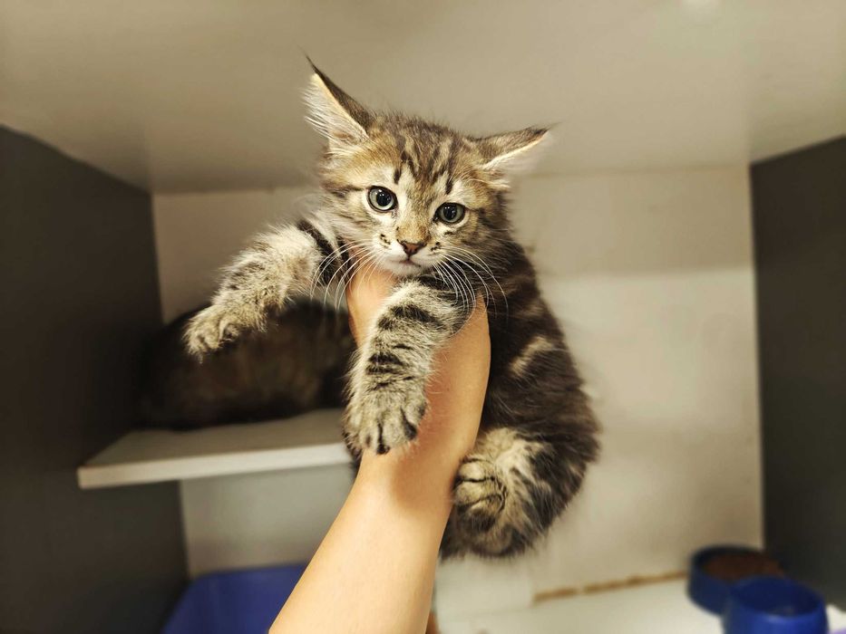 Ніжний кото-хлопчик Лялік (2 міс) шукає сім'ю! Кошеня, кіт, кішка