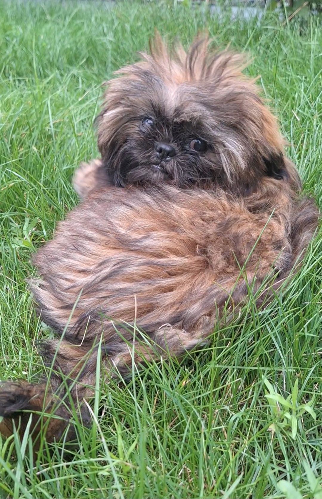 Pies shih tzu szczenię