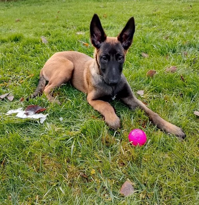 Owczarek belgijski Malinois