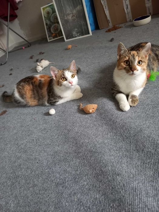 Tricolorka ok 4 miesięczna do adopcji kot kotka