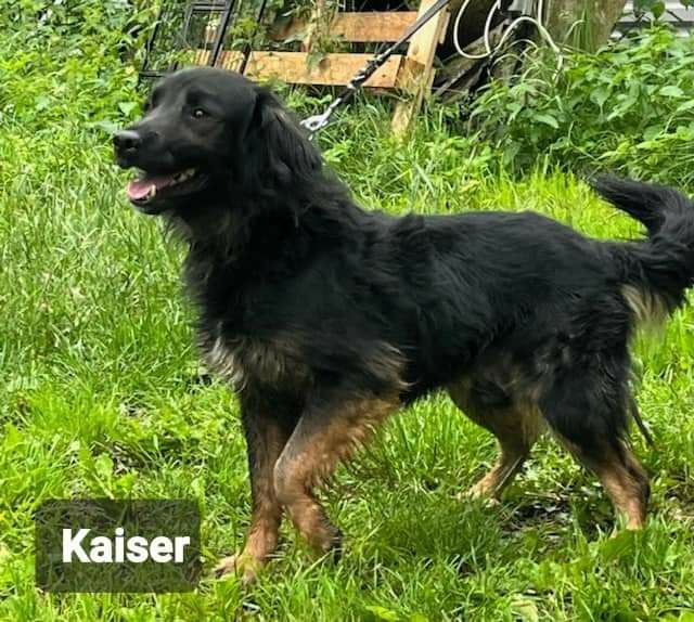 Piękny kochany pies szuka domu Adopcja