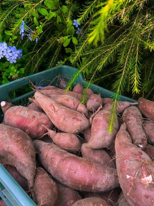 Batatas Doces Novas