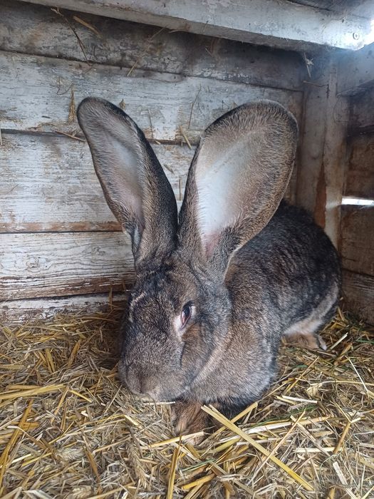 Królik (samica Belgijski Olbrzym)