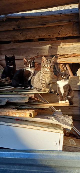 Śliczne kotki do oddania