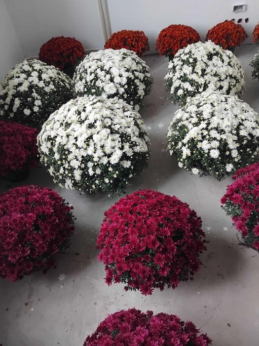 Sprzedam chryzantem drobnokwiatowe