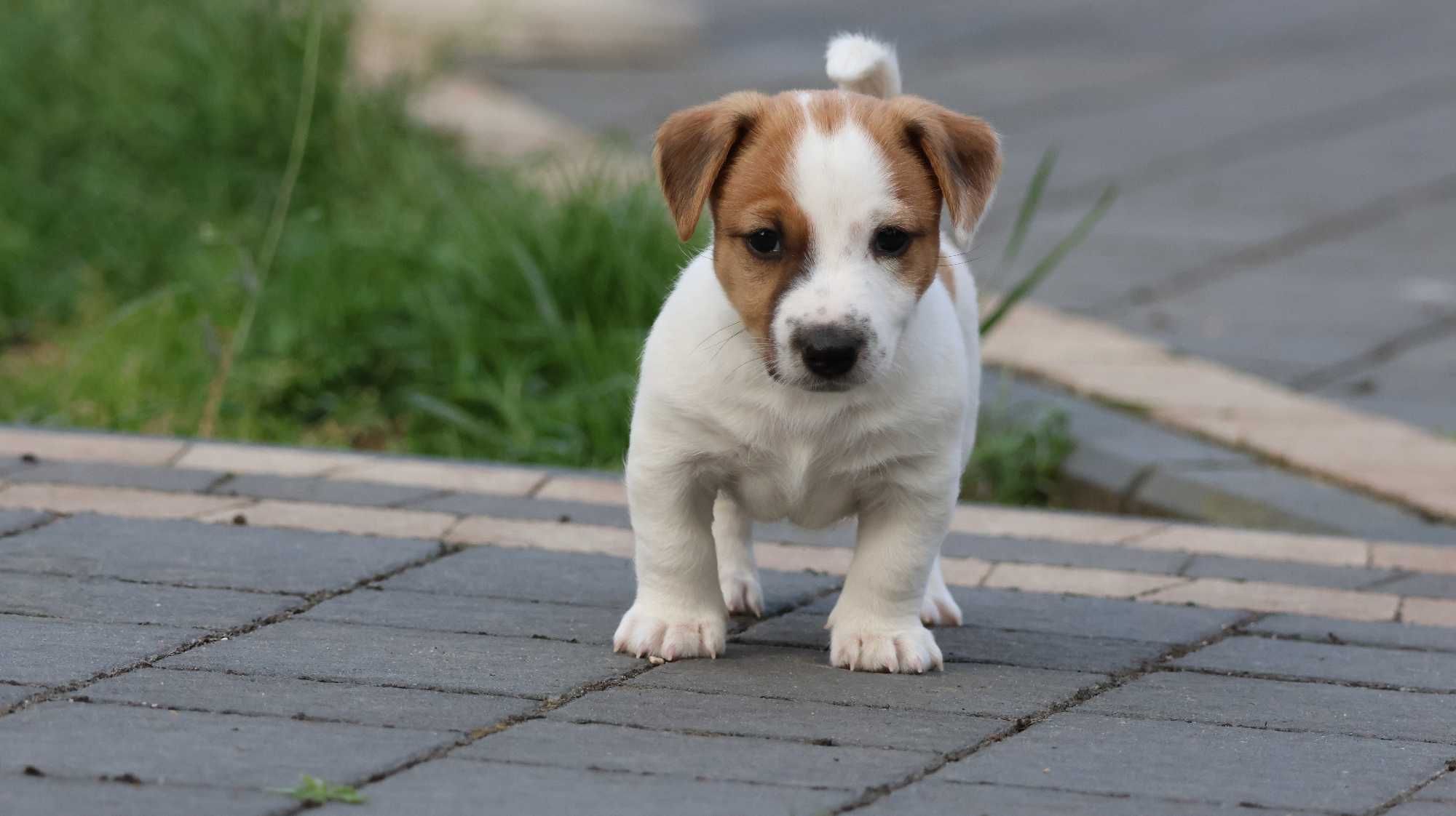 Piesek PIERROT Jack Russell Terrier/BREFIO