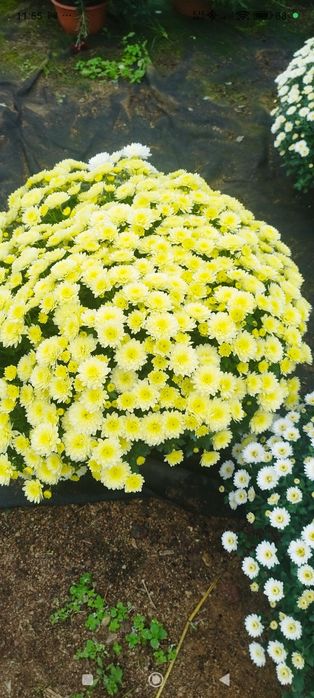 Chryzantemy drobnokwiatowe i wielkokwiatowe hurt detal