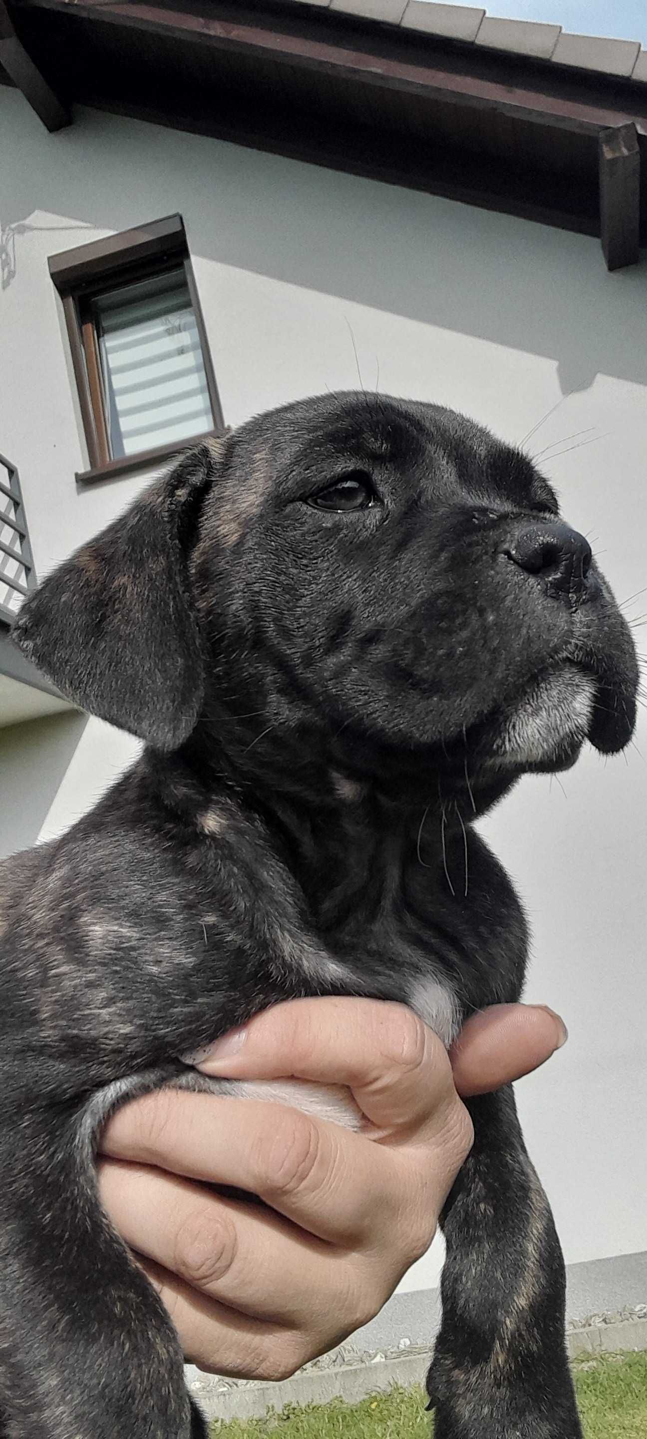 Suczka Cane Corso z rodowodem