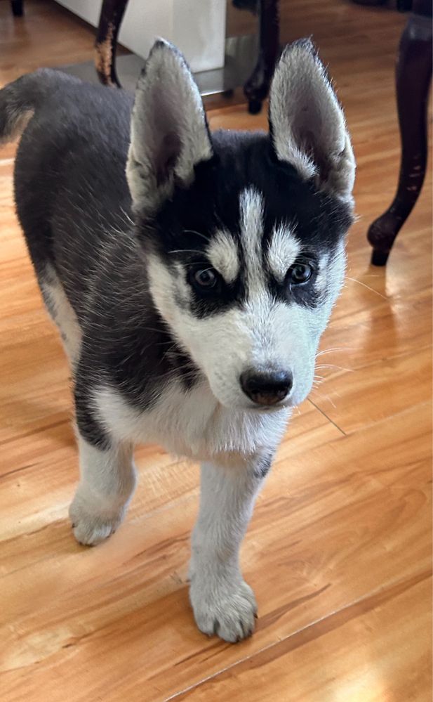 Husky siberian piesek różnooki