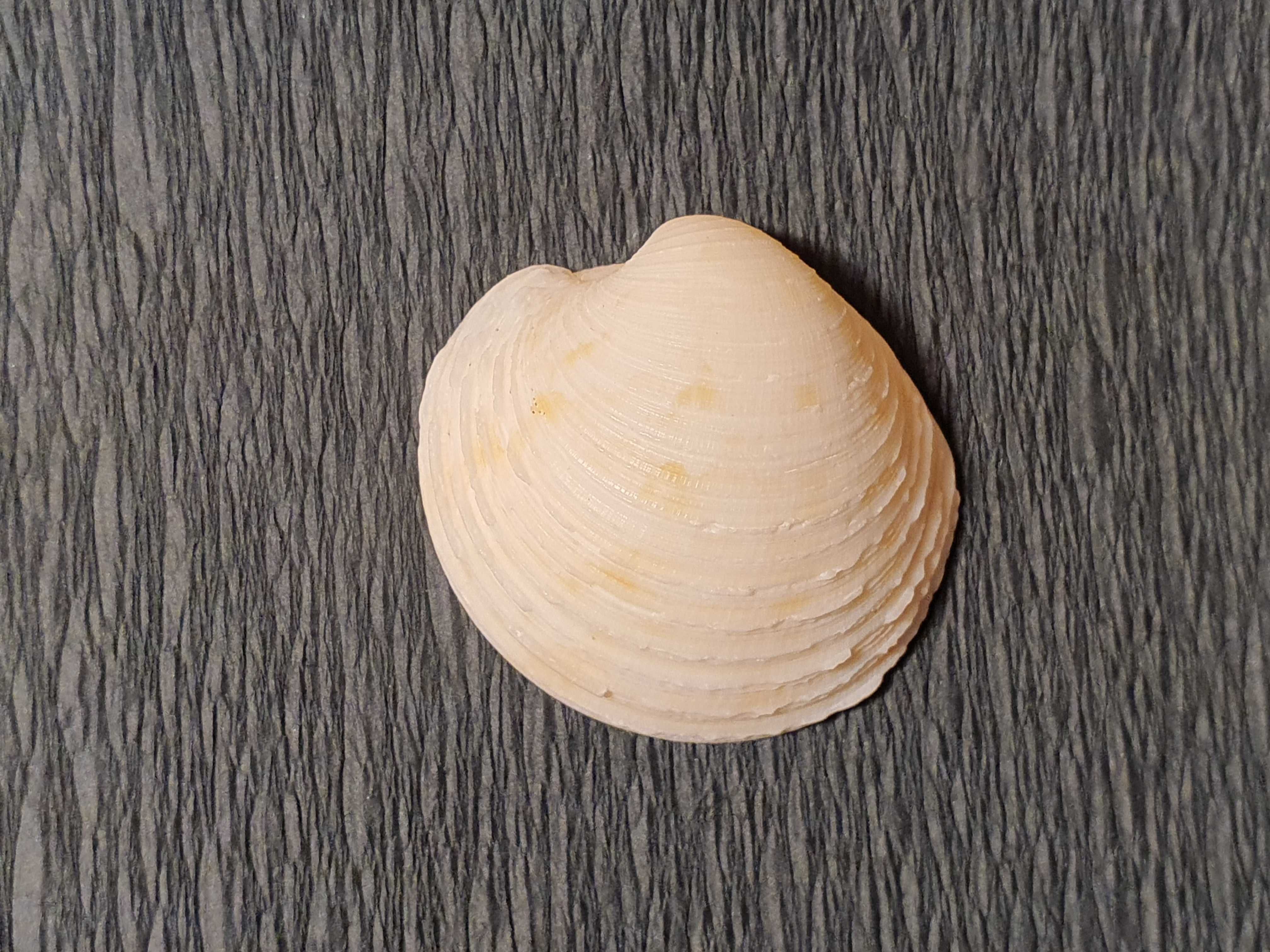 Muszla morska oceaniczna 40 x 35 x 15 mm #73