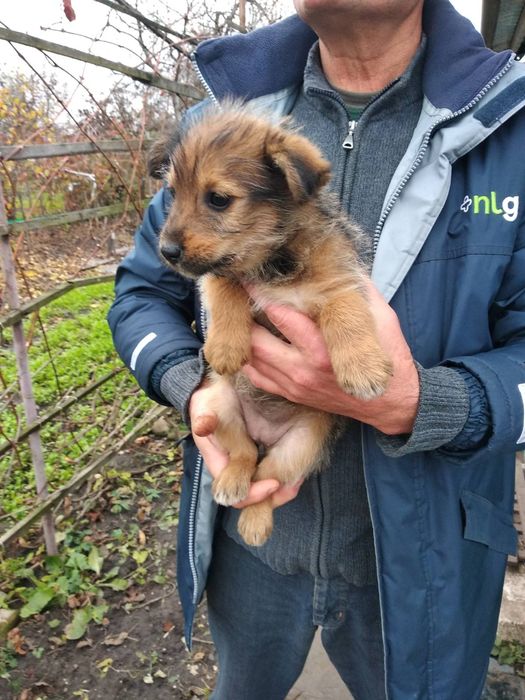 Собаки, цуценята безкоштовно